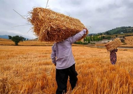 به‌جای خرید گندم خارجی، گندم به‌صورت تضمینی از کشاورزان داخلی خریداری شود