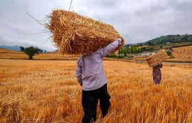 به‌جای خرید گندم خارجی، گندم به‌صورت تضمینی از کشاورزان داخلی خریداری شود