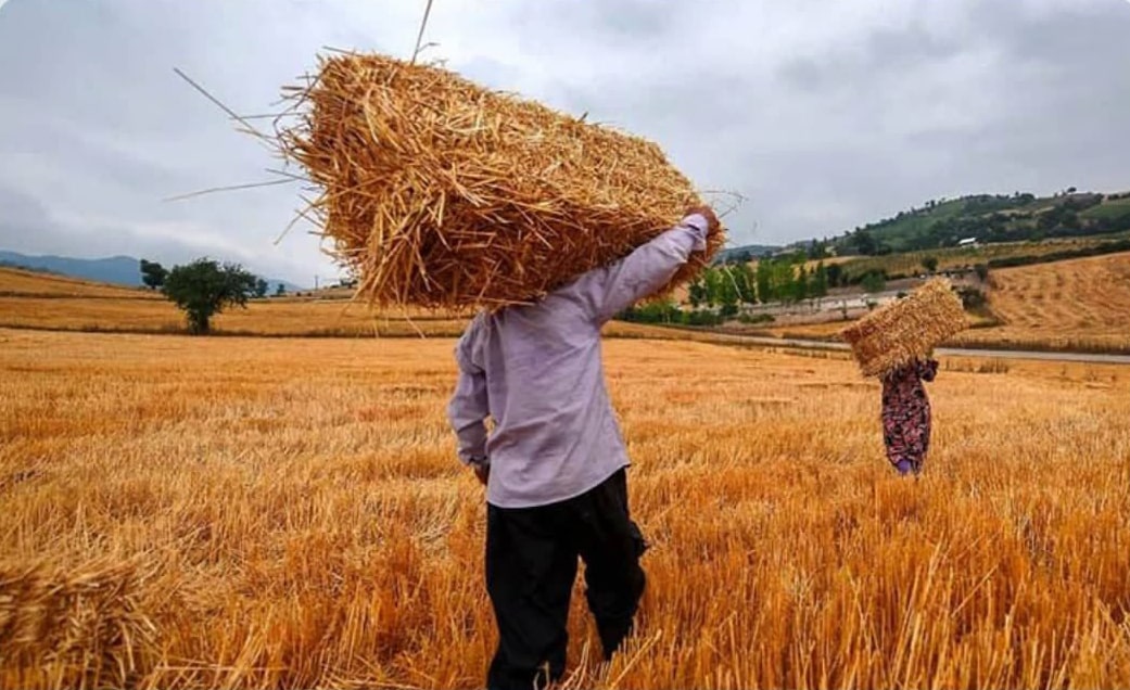 به‌جای خرید گندم خارجی، گندم به‌صورت تضمینی از کشاورزان داخلی خریداری شود